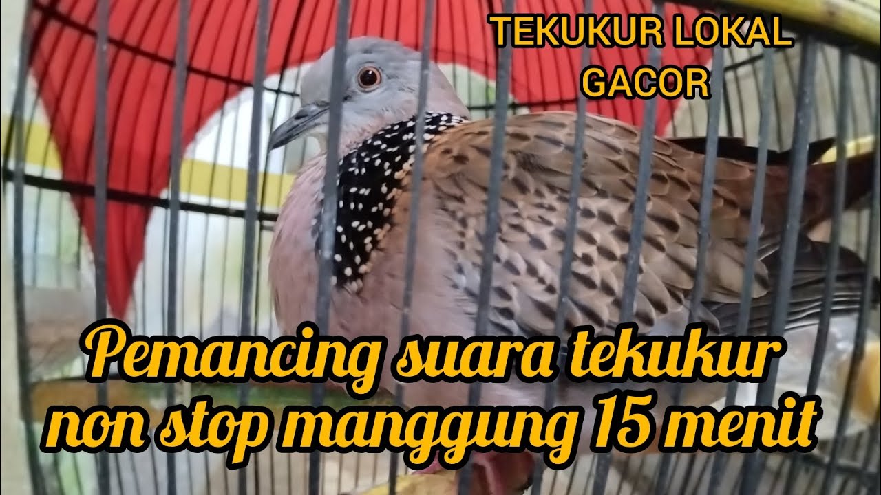 PANCINGAN SUARA BURUNG DERKUKU, MANGGUNG 15 MENIT, MEMANCING LAWAN PASTI BUNYI SALING SAHUT BUKTIKAN