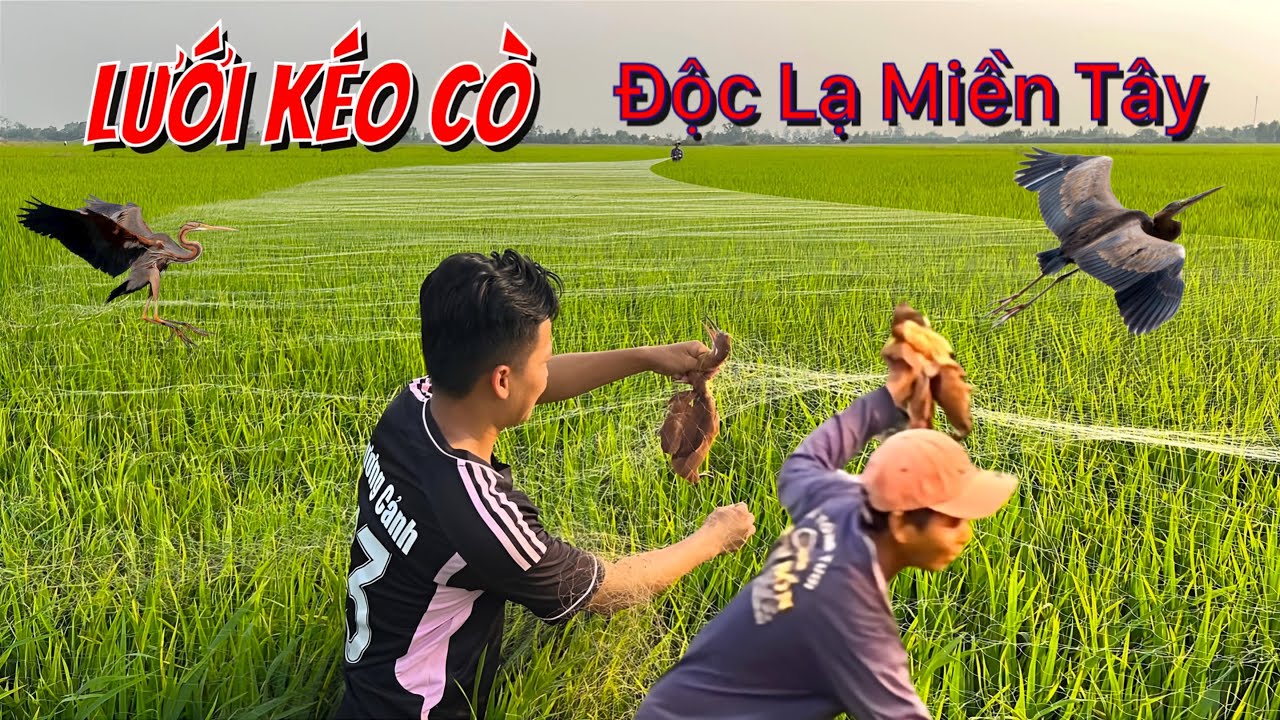 Bộ Môn Kéo Lưới Bắt Cò Cảnh Tượng Độc Lạ Chỉ Có Dân Miền Tây Mới Nghỉ Ra  Được