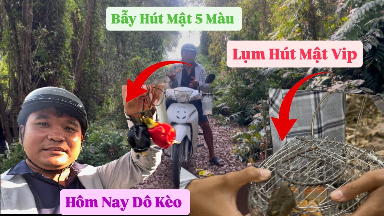 Bẫy Hút Mật Gặp Kèo Siêu Vip Hôm Nay  Hút Mật Quá Nhiều Kèo Cực Đã 