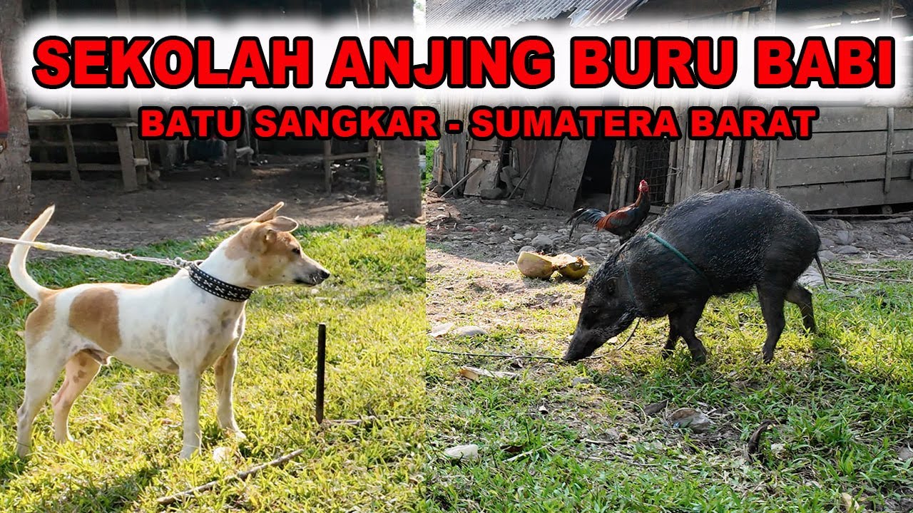 Sekolah Anjing Berburu Babi Di Batu Sangkar Sumatera Barat