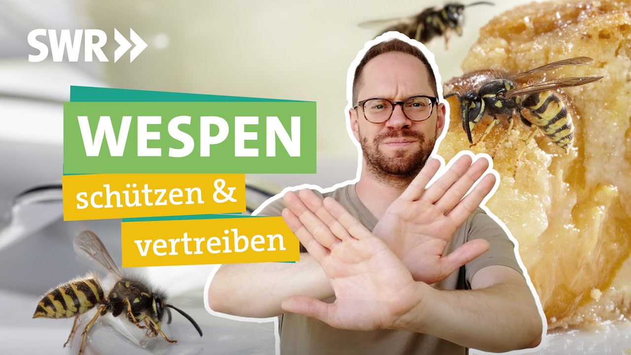 Wespen umweltfreundlich mit Hausmitteln vertreiben I &Ouml;kochecker SWR