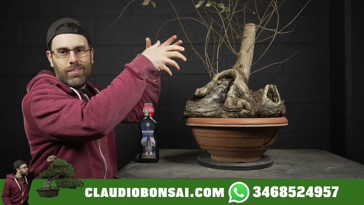 NUOVO OLMO PRE BONSAI, NUOVA MASTERCLASS 2024