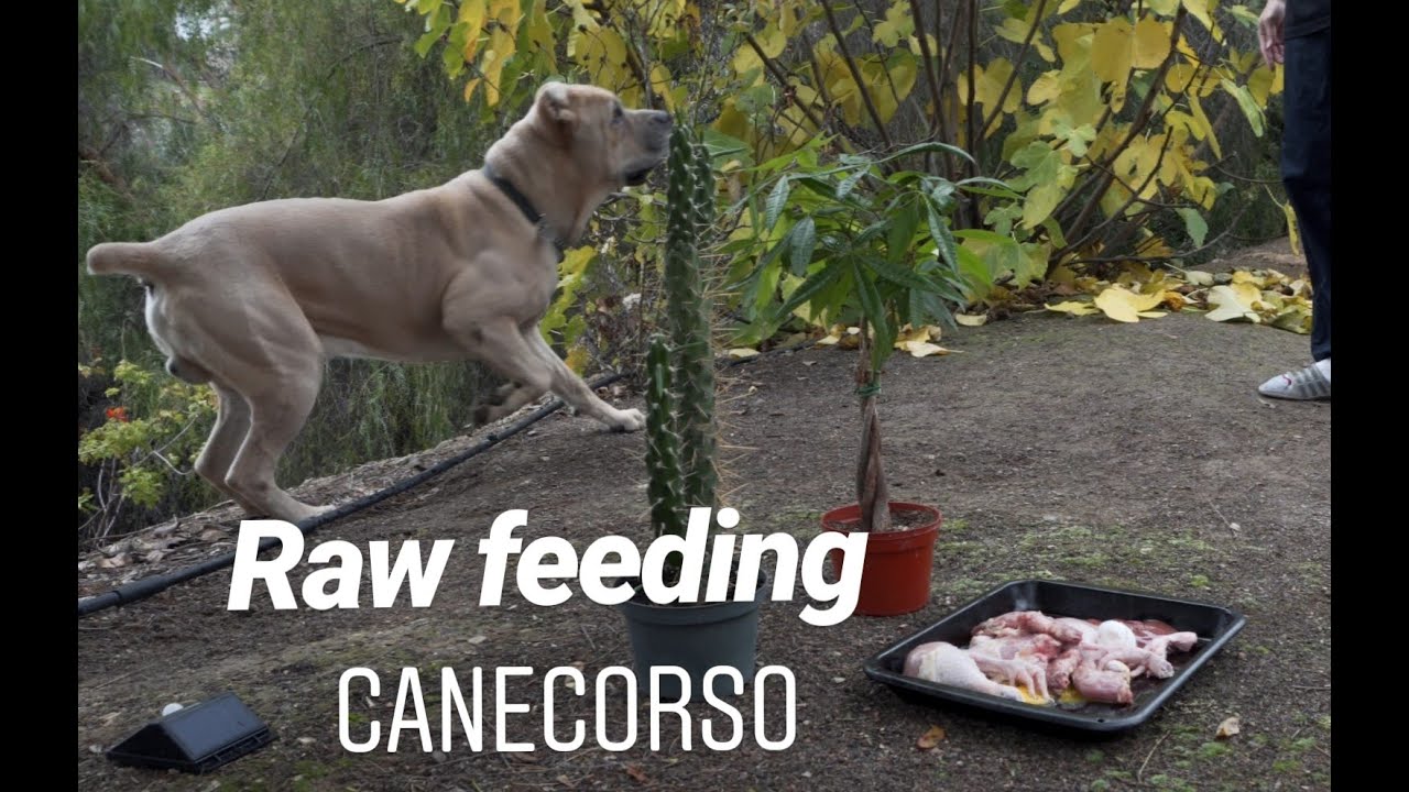 Raw Dog Feeding ASMR // Cane Corso