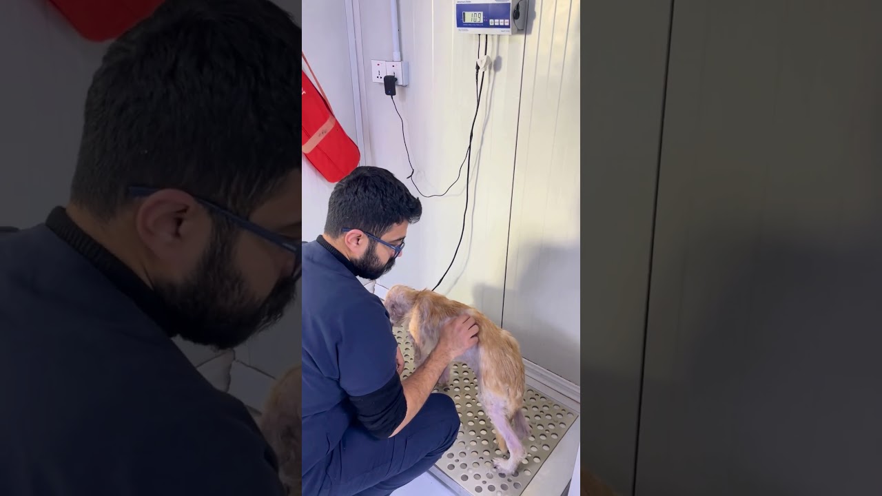 Update on Kris Kringle, our Christmas Miracle boy 