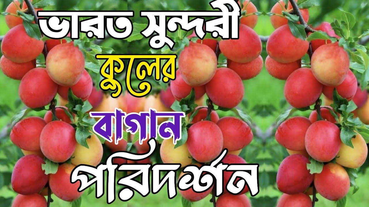 বাবু দার ভারত সুন্দরী কুল বাগান,পাগল করা ফলন। miss india apple ber farming
