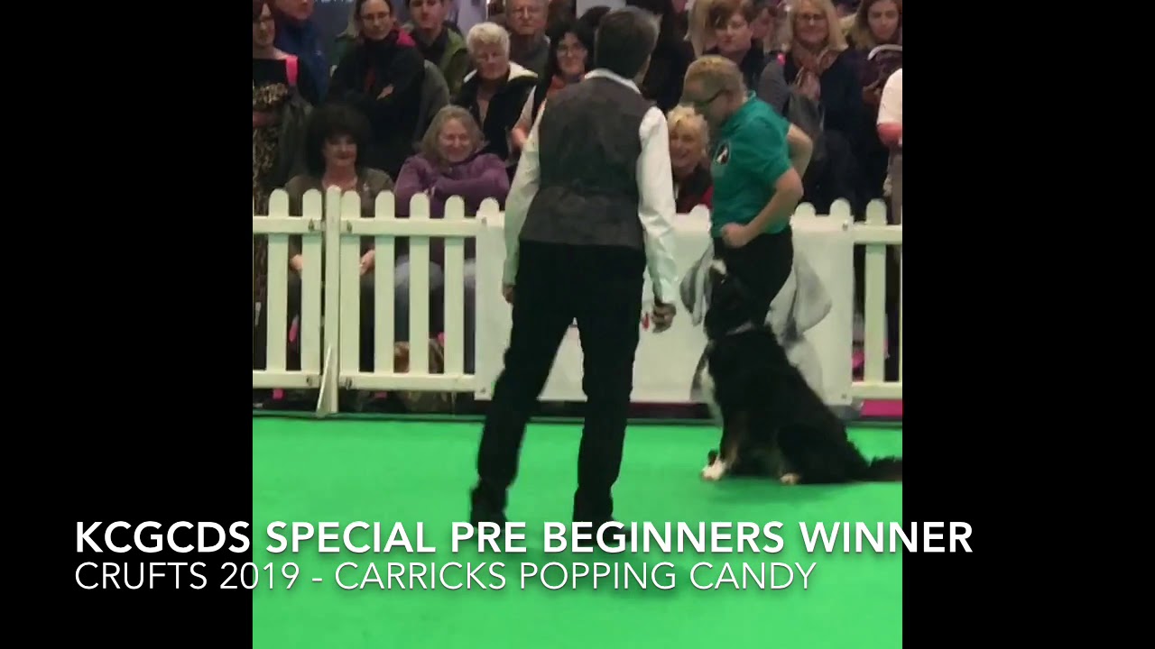 Crufts 2019 Winner KCGCDS Special Pre Beginners Dog Obedience Carricks Popping Candy Heelwork & Play