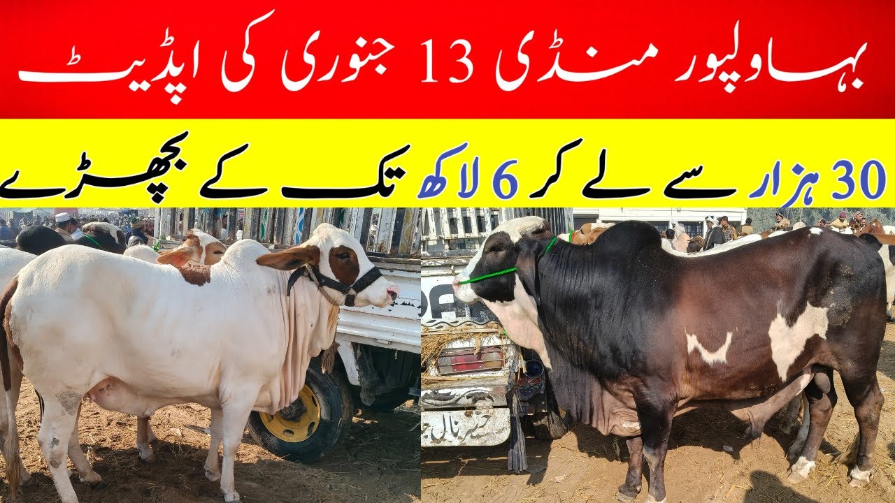 What Can You Buy for 30k in Bahawalpur Mandi? Latest Market Rates! #bull #cow #mandiupdates 