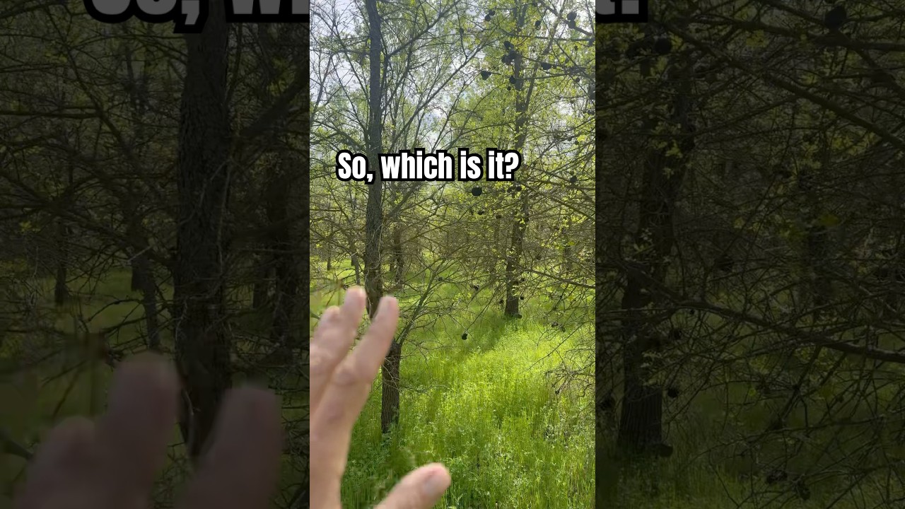The double standards of forest thinning.