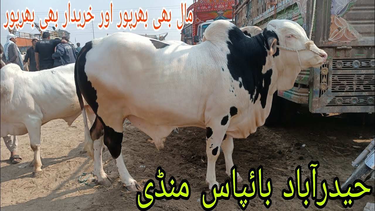 Hyderabad Bypass Mandi Update |MSCattleFarm|