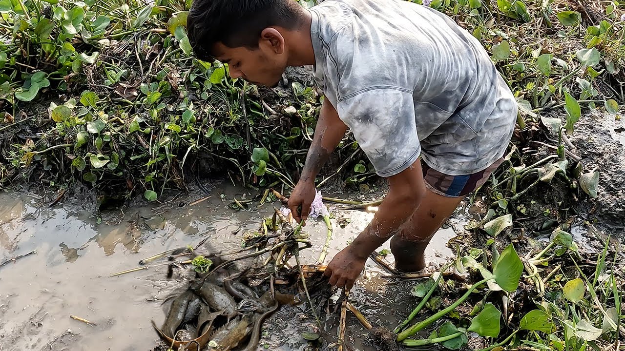 I Caught a Lot of Fish After Straining The Water in The Bill । Traditional Bill Fishing video