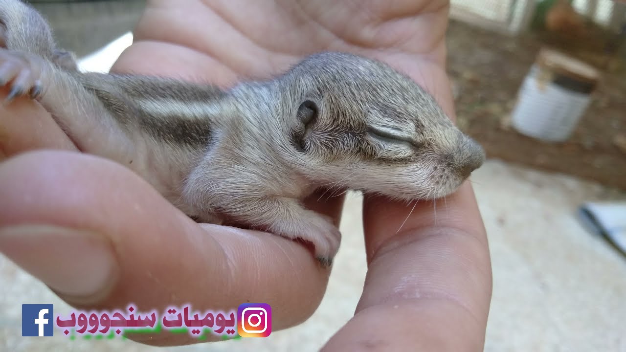 تربية السناجب*هكدا ادرب سنجابي على الصعود فوق كتفي*