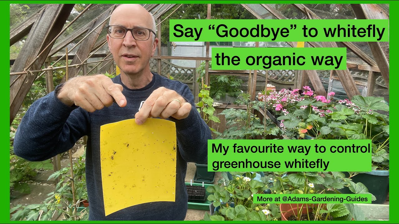 STICKY TRAPS TO CONTROL WHITEFLY &ndash; Best way to control flying greenhouse pests without spraying
