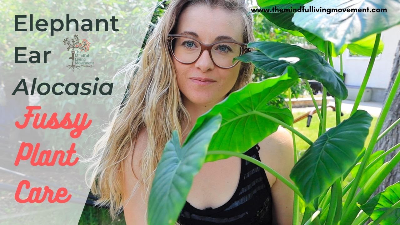 Repotting Elephant Ears Without Killing Them | Alocasia Care Tips