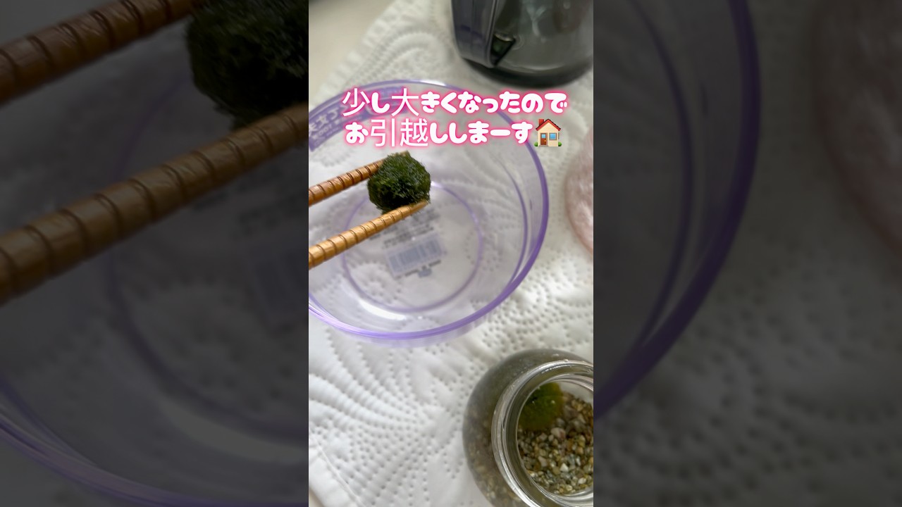 まりものお引越し#北海道のまりも#まりも#テラリウム#daiso#夏休み自由研究