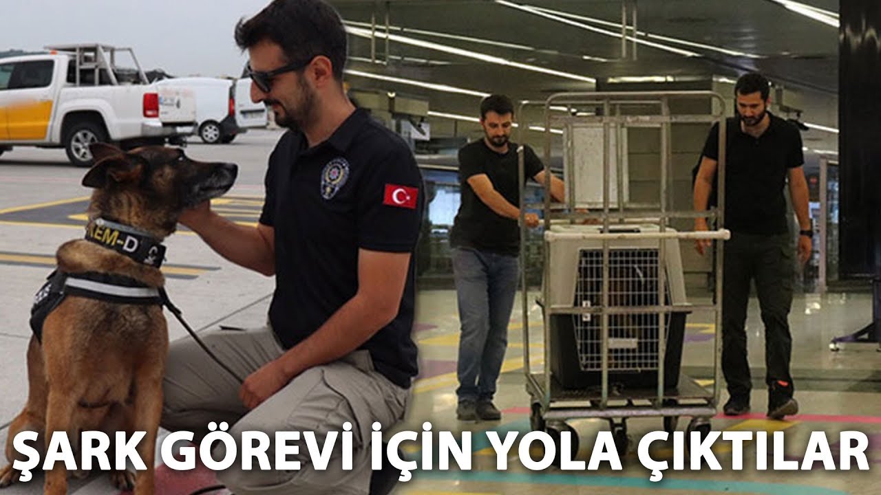Narkotik köpekleri şark görevlerini yerine getirmek için yola çıktı