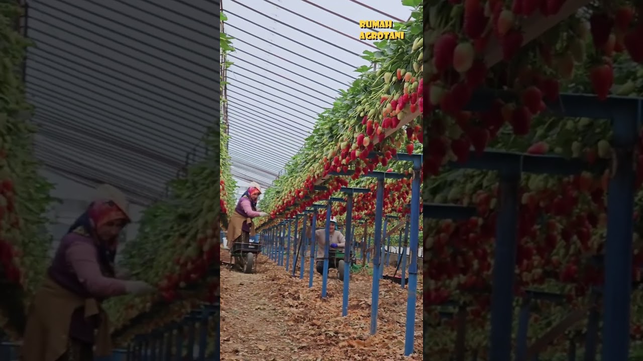 Panen strawberry jadi lebih mudah, strawberry hidroponik