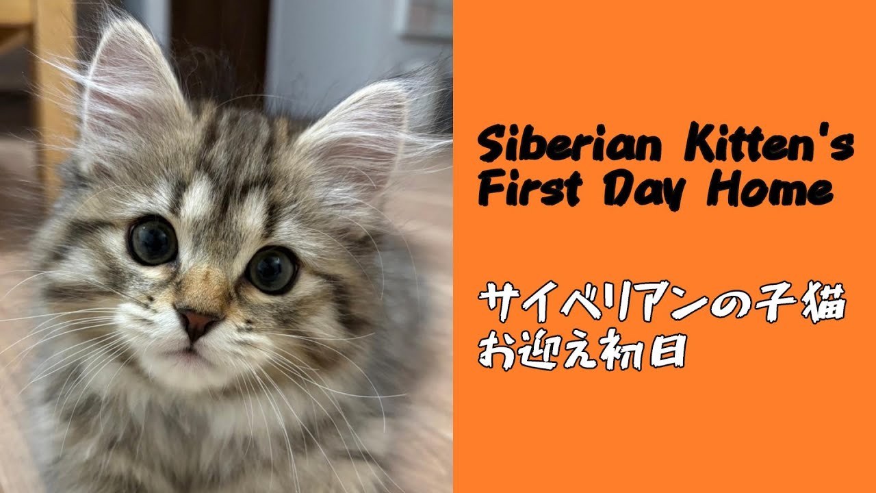 サイベリアンのかわいい子猫をお迎えしたよ！【episode1】【サイベリアン】