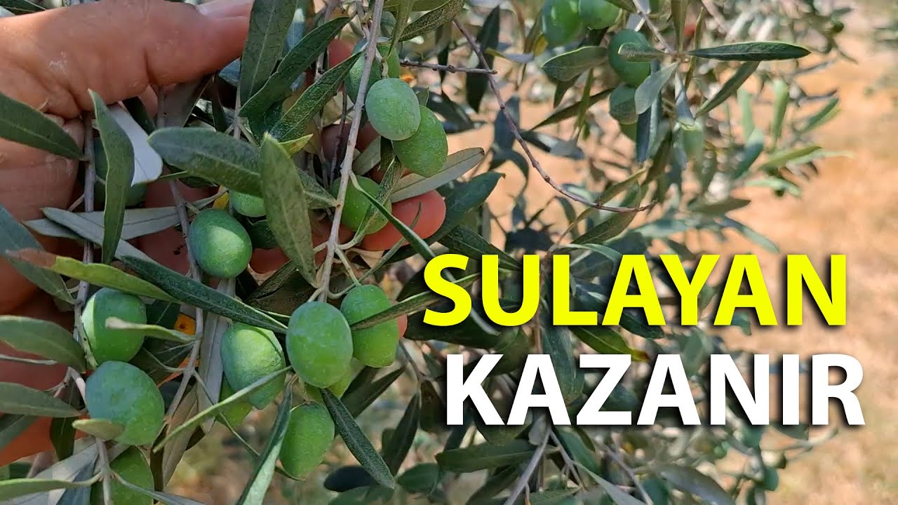 Tanker İle Zeytin Sulamaya Devam Ediyoruz   Fidan Tırtılına Dikkat !
