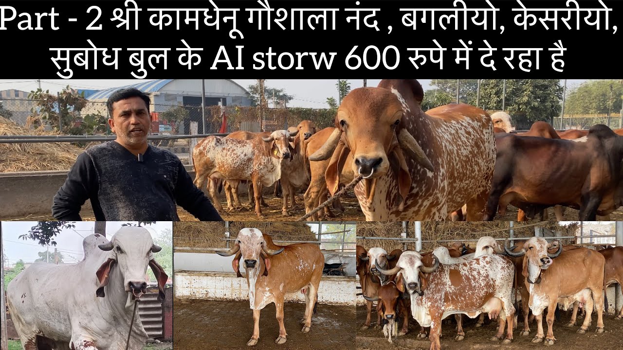 Part 2 Shree Kamdhenu Gaushala Bhavnagar Subodh Gir bull, nand Gir bull, bagliyo Gir bull, kesariyo