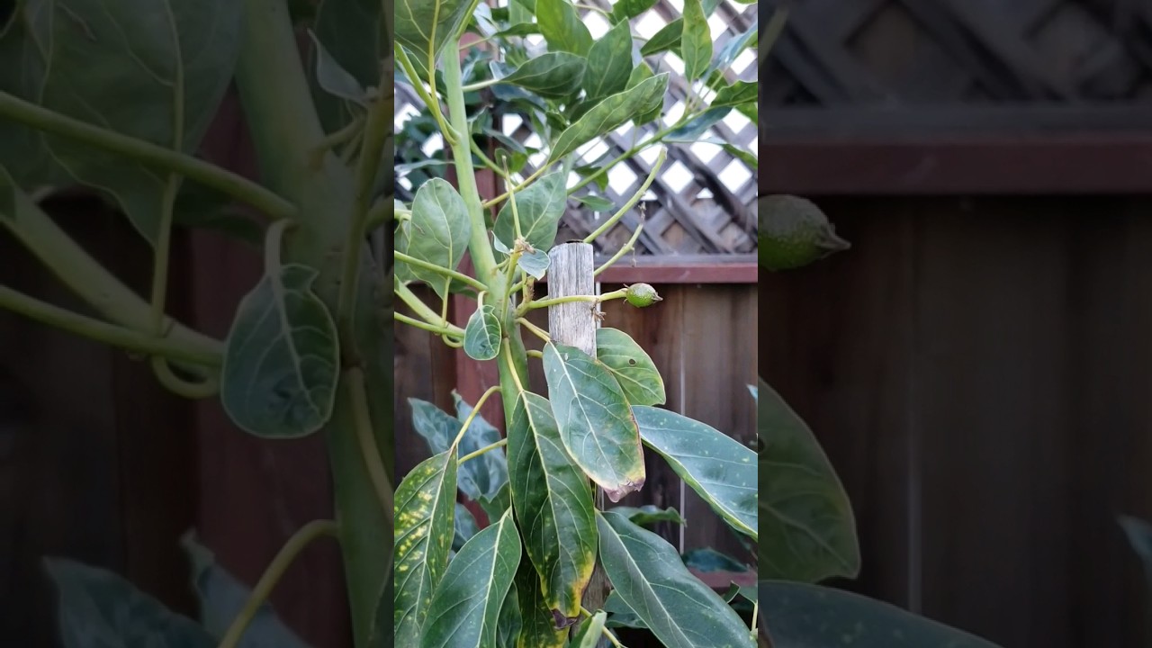 🌿🥑 FRUITSET ON CARMEN HASS AVOCADO TREE 🌿🥑 WESTSIDE SANTA CRUZ
