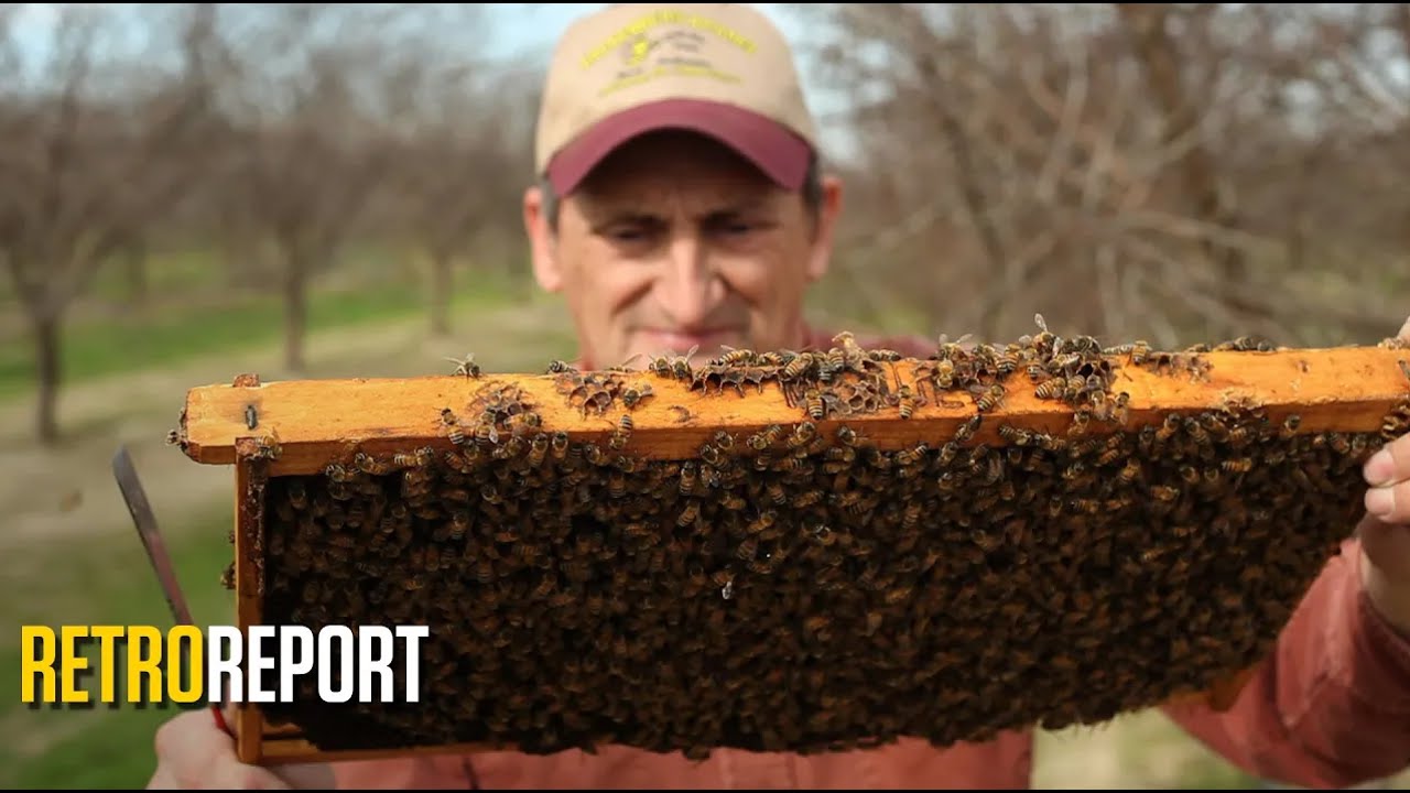 Beekeepers and Scientists Join Forces to Protect the Pollinators | Retro Report