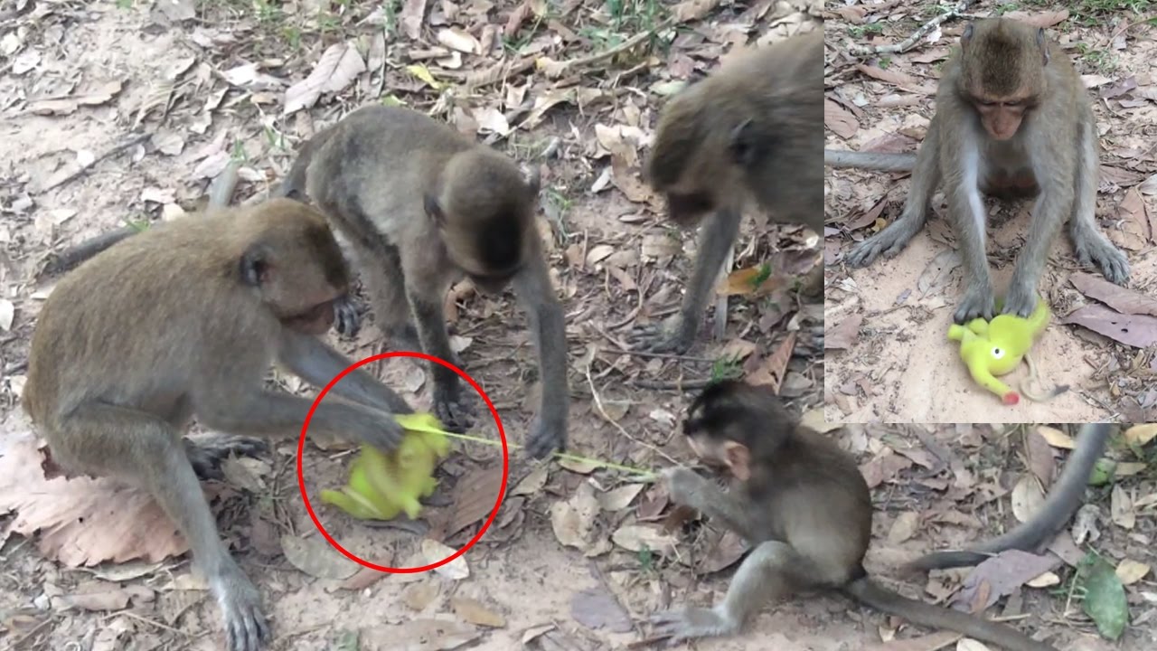Kidnapper Monkey - kidnapper monkey to dispute elephant toy from the poor baby monkey