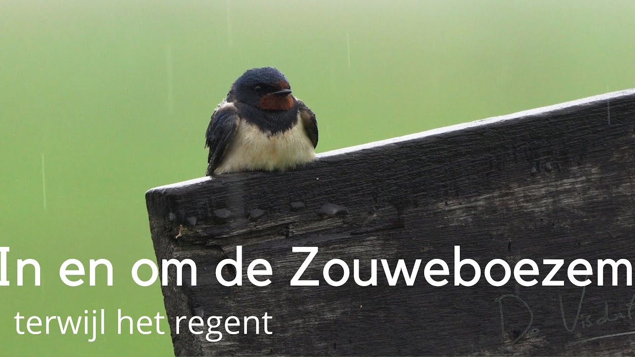 In en om de Zouweboezem terwijl het regent #1550