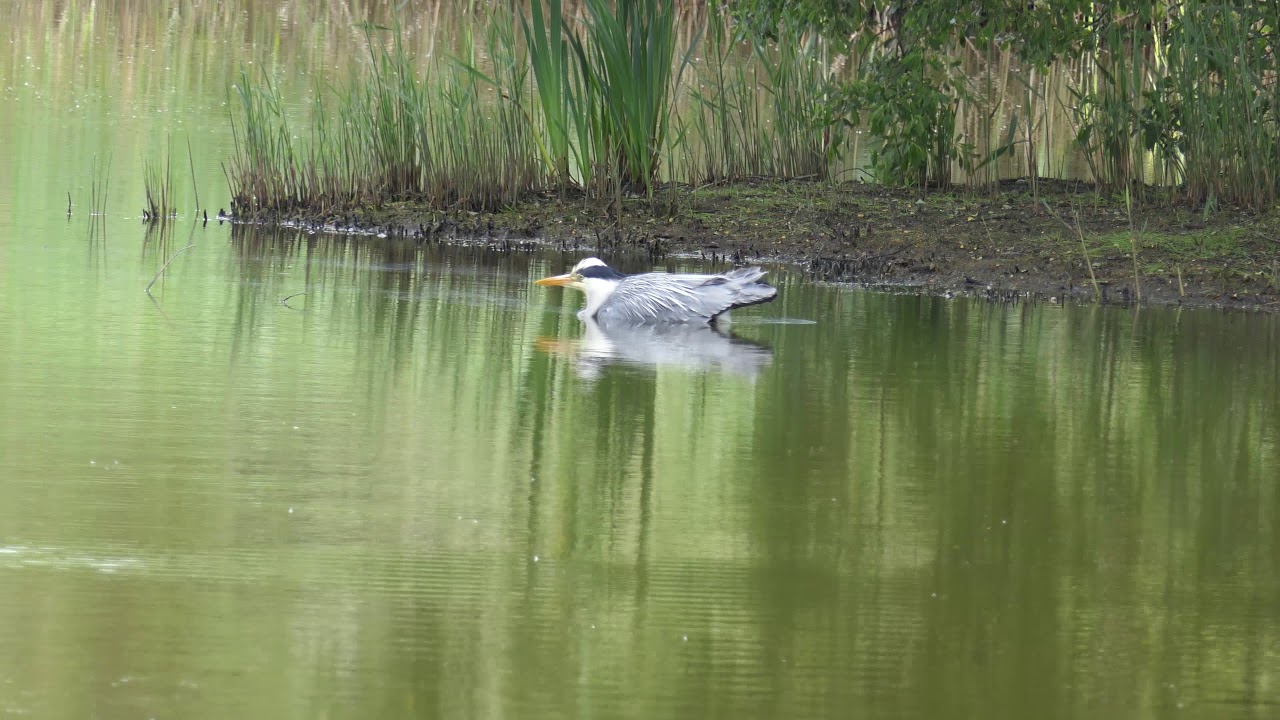 Teifi marshes