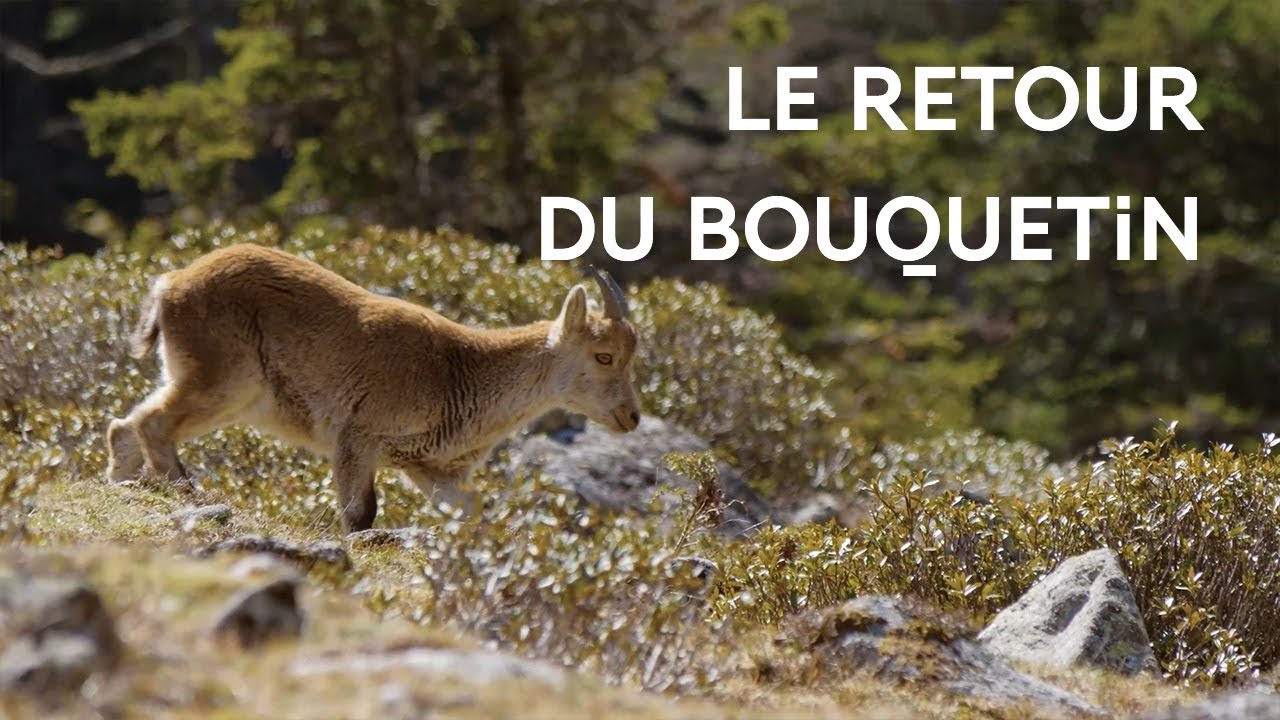 La réintroduction du Bouquetin des Pyrénées