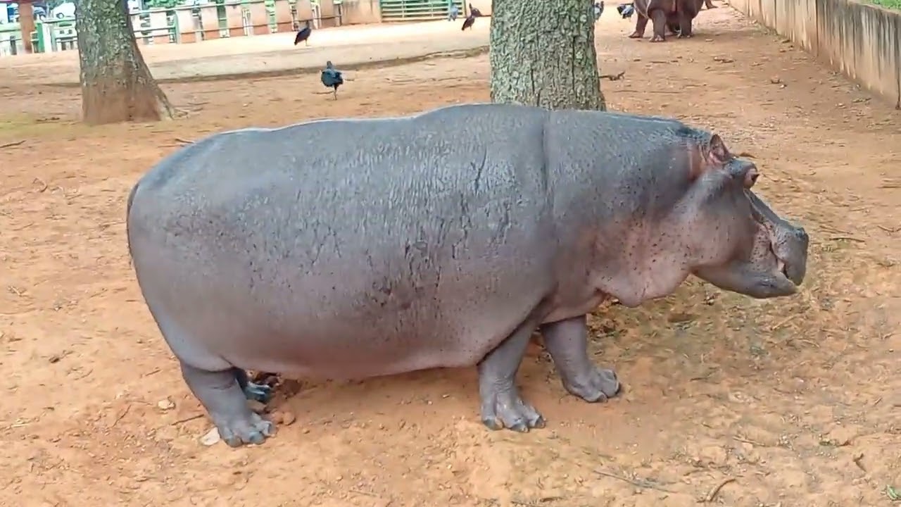 Zoológico de Brasília DF