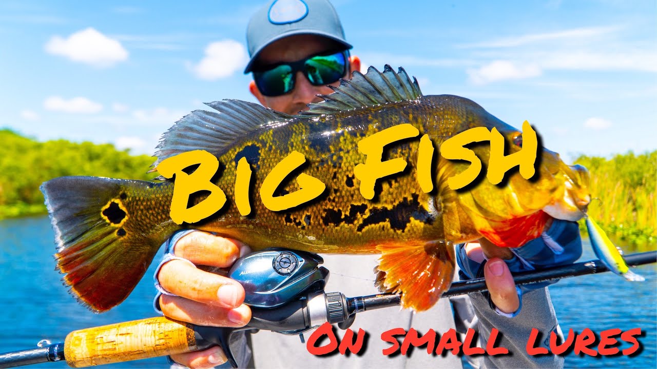 Fishing the Everglades on Ultralight Tackle (Bait Finesse System)