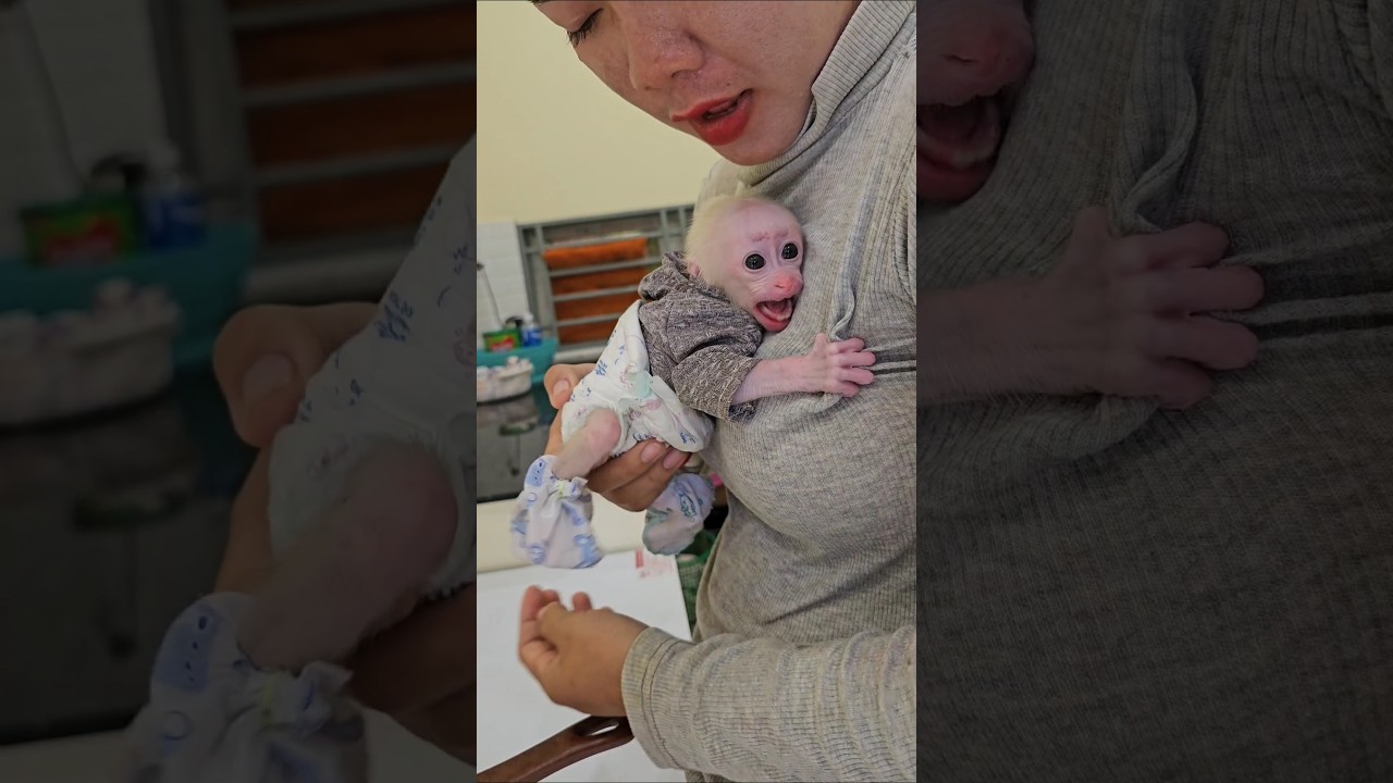 So cute newborn baby monkey #shorts