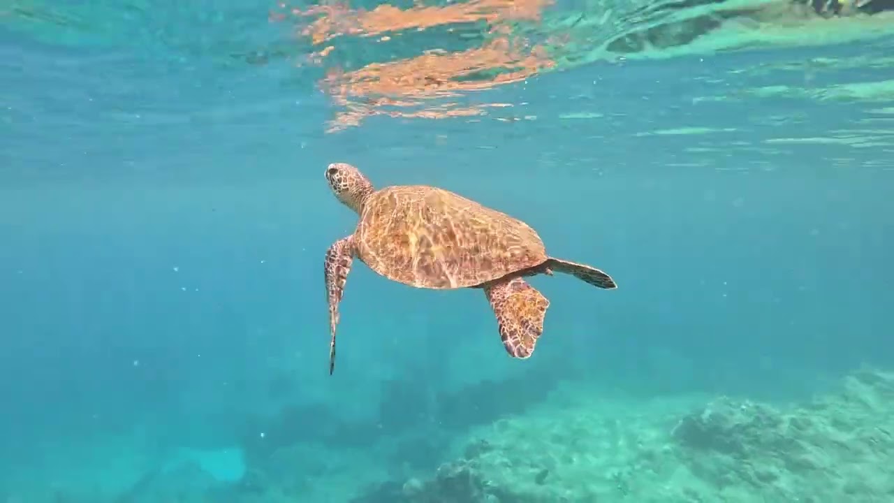 Free Diving/Snorkeling Shark's Cove In North Shore On Oahu