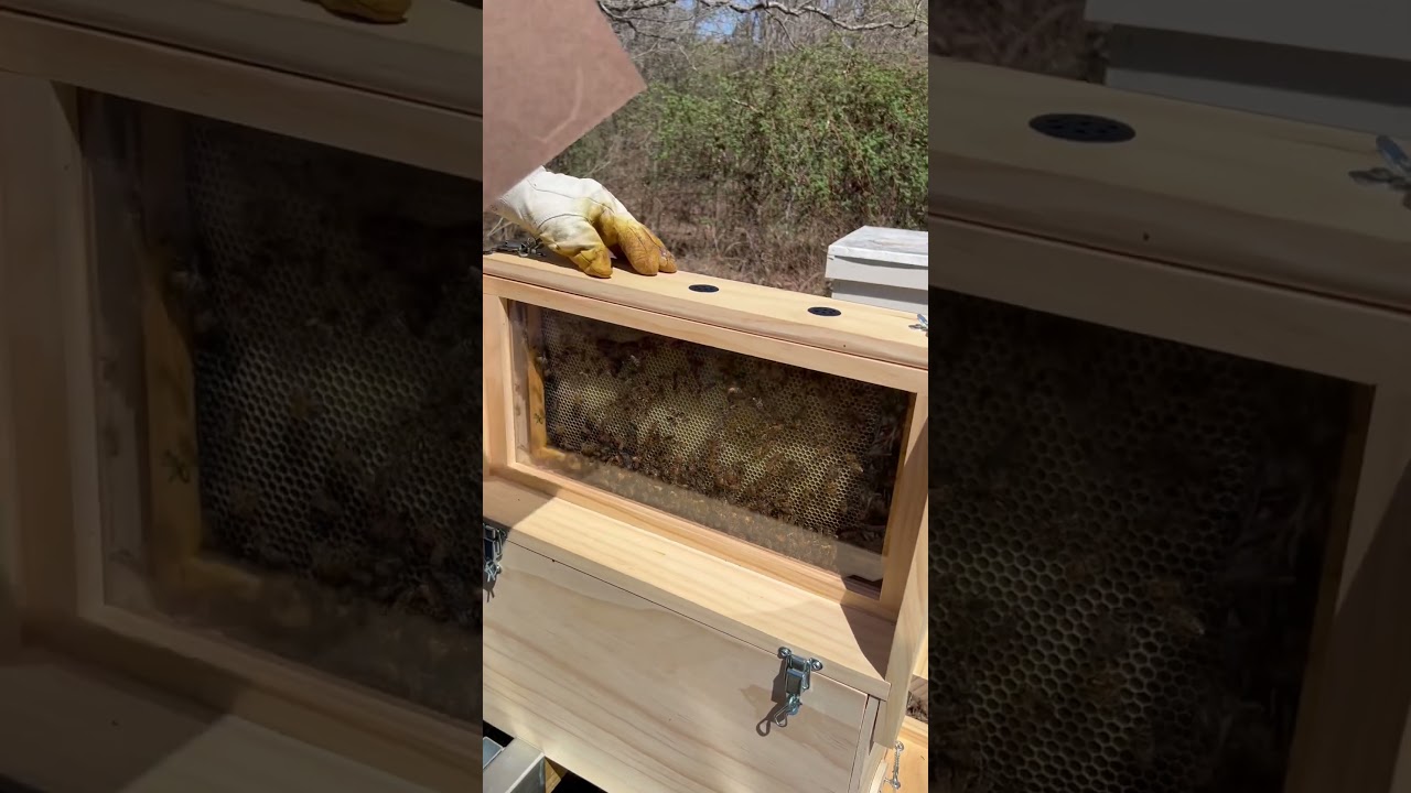 Honey Bee Observation Hive