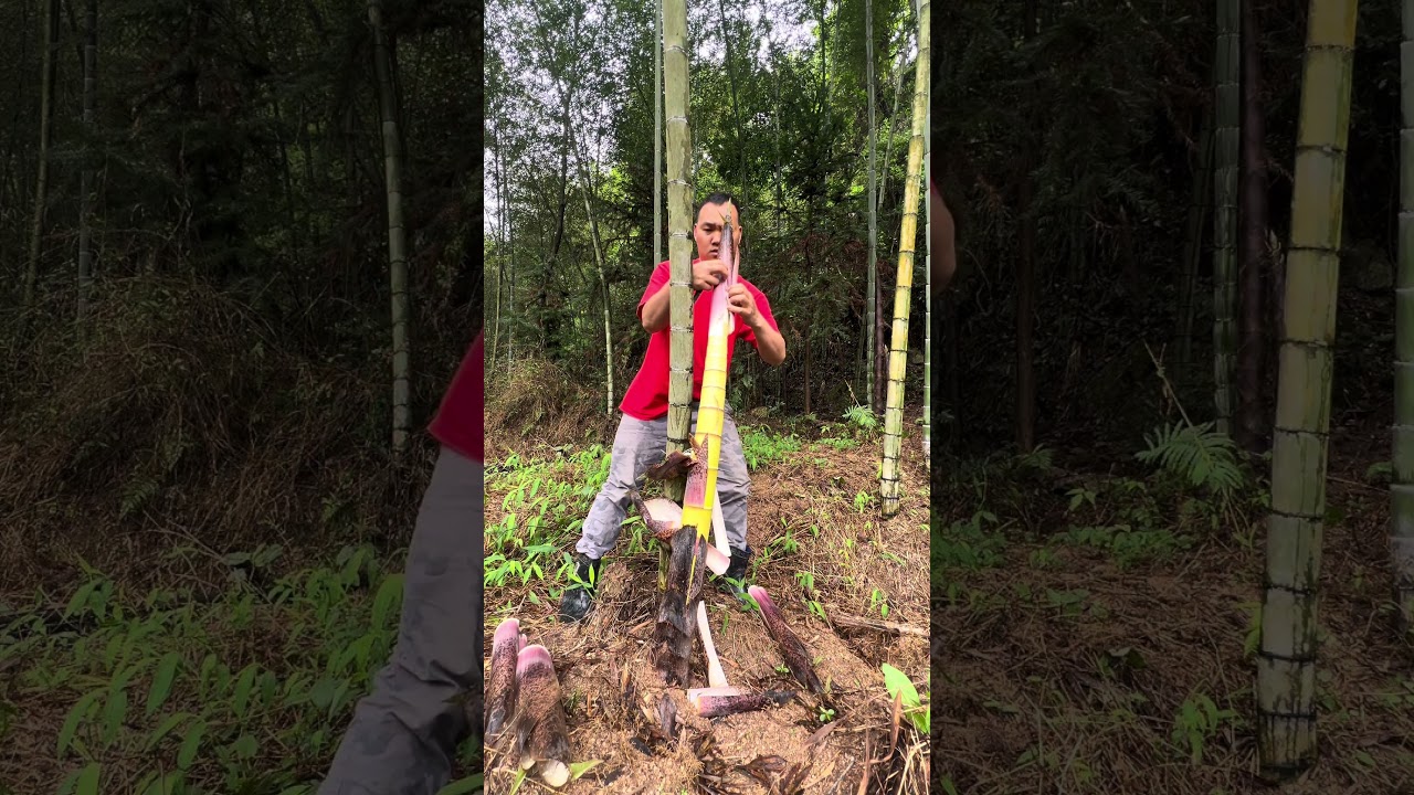 Sound Of Crisp Peel Bamboo Shoot #bamboo #trending #shortvideo #viralvideo #bambooshoots #wildlife