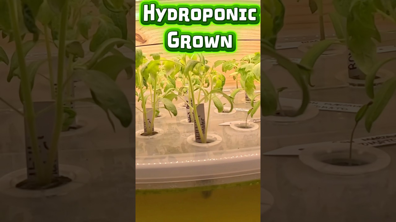 Przesadzanie 23 roślin pomidor&oacute;w 🌱 Hydro ➜ Gleba