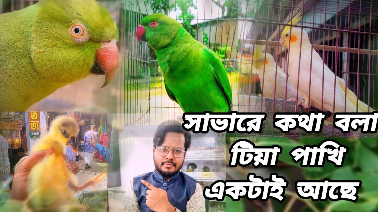 কথা বলা টিয়া পাখির দাম কত। সস্তা দামে কথা বলা টিয়া পাখি কিনুন। সাভার পাখির হাট। savar pakhir hat 