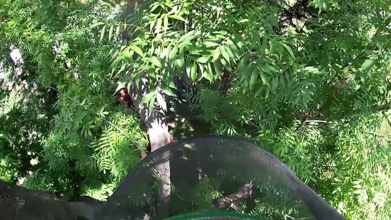 Praca Arborysty Pielęgnacja Drzew Technikami Dostępu Linowego Warszawa