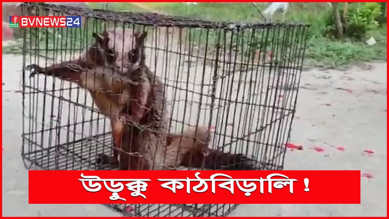 ছেড়ে দিতেই উড়ে গেলো কাঠবিড়ালি! | BVNEWS24