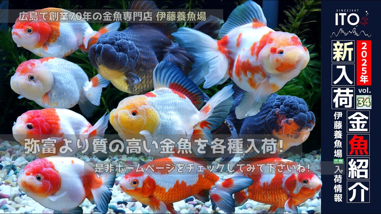 【伊藤養魚場入荷情報2025年vol.34(2025年12月2日)】弥富市場より質の高い金魚を各種入荷しました!!