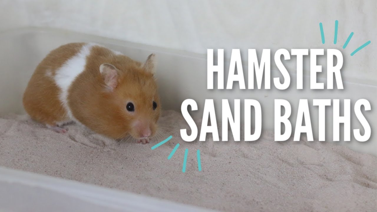 All About Hamster Sand Baths!