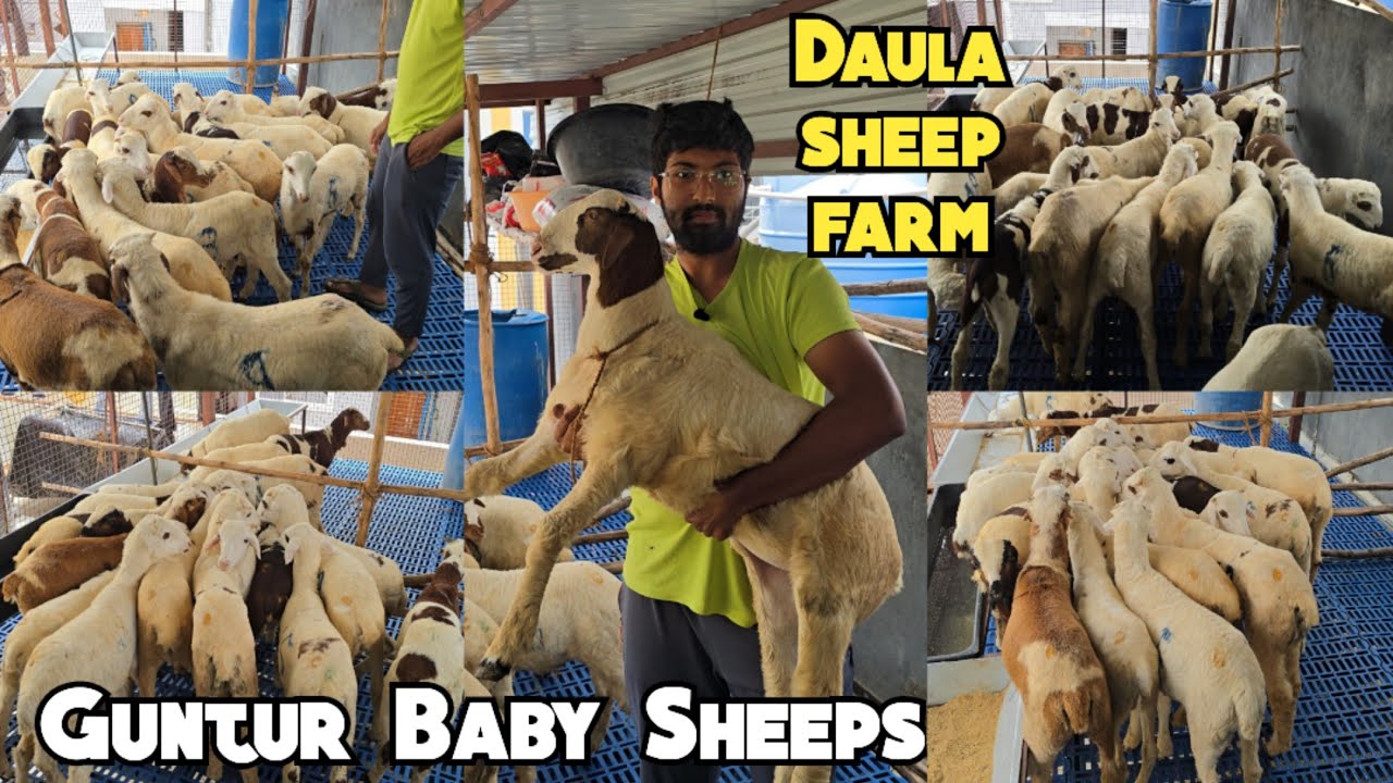 Guntur Baby Sheeps available in Hyderabad uppal at Daula sheep farm | Guntur ke mende in Hyderabad 