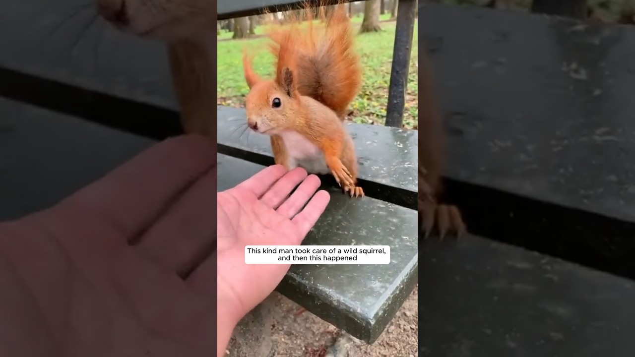 This kind man took care of a wild squirrel, and then this happened #animalshorts #shortvideo