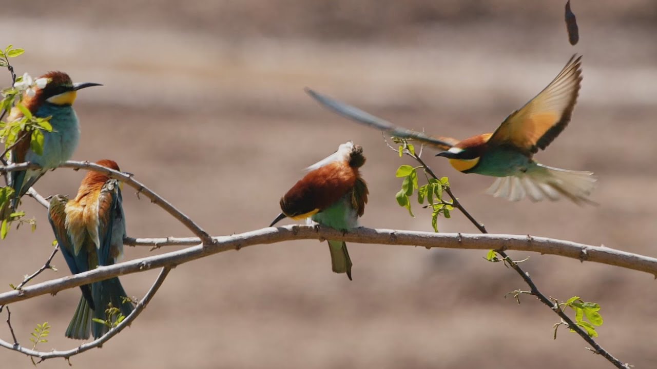 Bienenfresser | News 2023 | Gerolsheim | Bee-Eater News