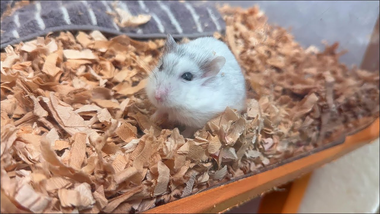 【ハムスター】ごはんを待つ癒し抜群のジャンガリアンハムスター【4K】A very calming Djungarian hamster waiting for food