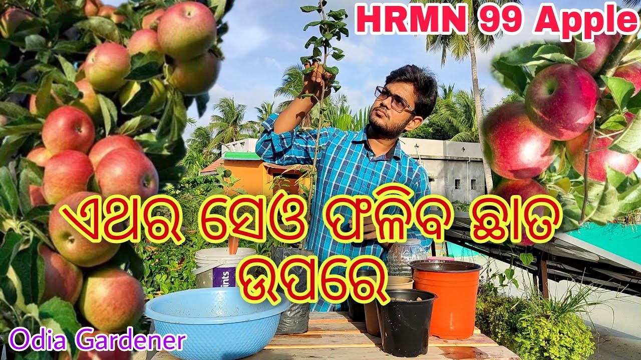 HRMN 99 Apple (ସେଓ) ଗଛ କୁ ଛାତ ଉପରେ କେମିତି ଲଗେଇବେ || Grow Apple Tree on Your Terrace