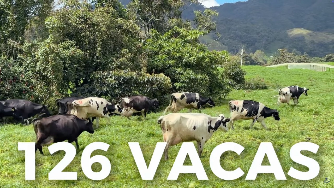 A MELHOR GENÉTICA DE VACAS LEITEIRAS HOLANDESAS QUE JÁ VI EM PASTOREIO - EL HATO, COLÔMBIA 🇨🇴