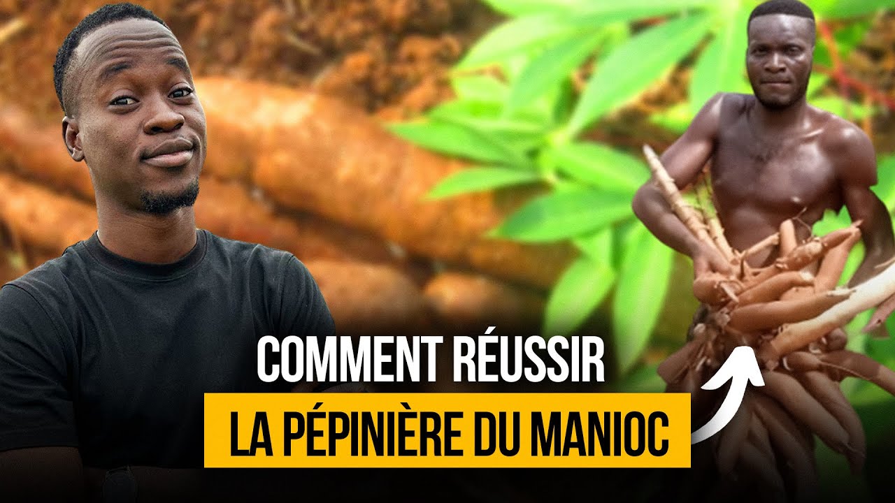 Comment réussir la pépinière du Manioc ; Technique du Miniset