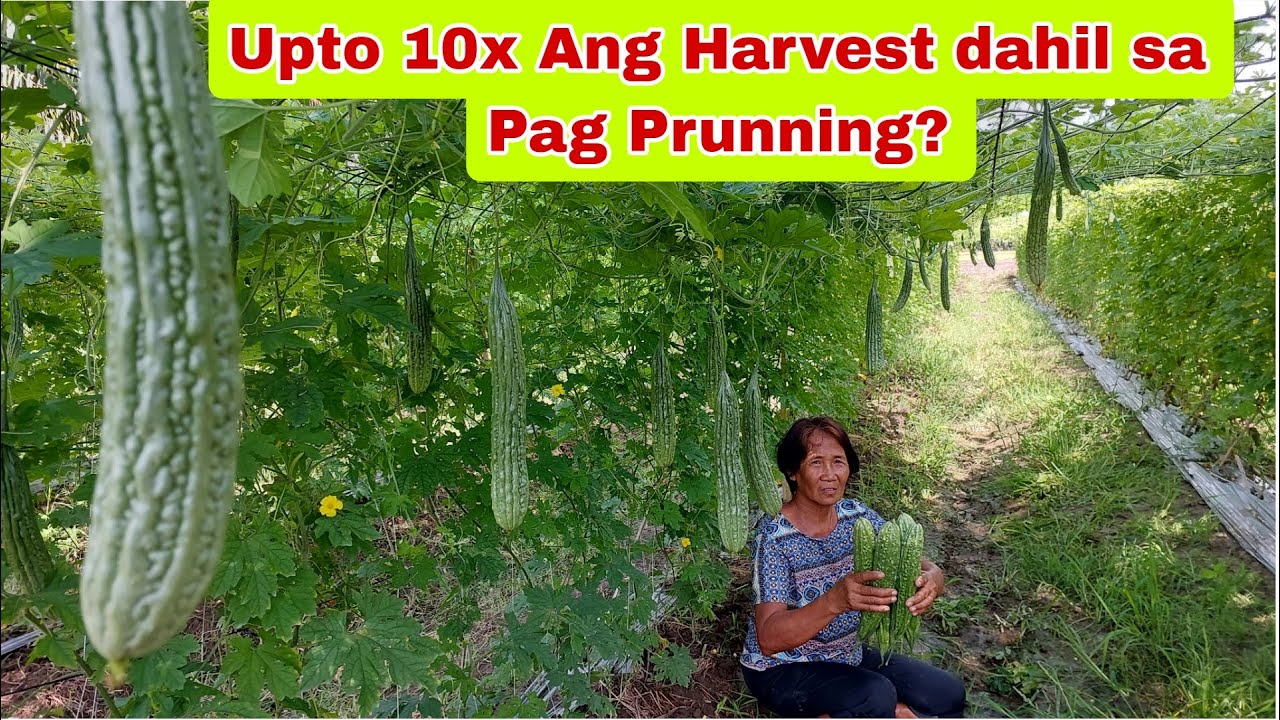 10K Capital sa Ampalaya kayang kumita ng 100k dahil sa pag PRUNNING?