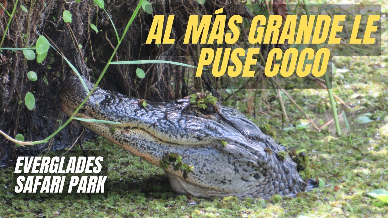 #Anduve en Aerodeslizador por los pantanos de Florida y ví muchos cocodrilos - El Mundo en Torino